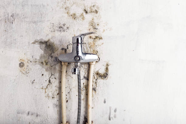 Best Post-Flood Mold Remediation in Milaca, MN
