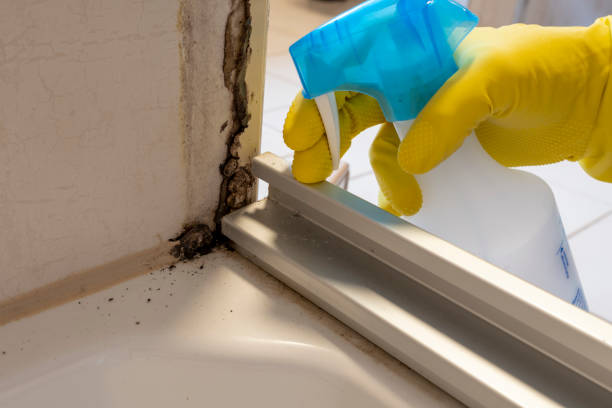 Best Black Mold Remediation in Milaca, MN