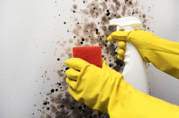 Best Basement Mold Remediation in Milaca, MN
