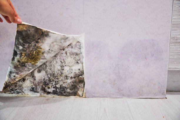 Milaca, MN Mold Remediation Company